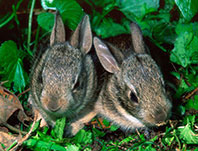 INFANTICIDE - mutilation of new-borns : CottonTails Rabbit & Guinea Pig  Rescue